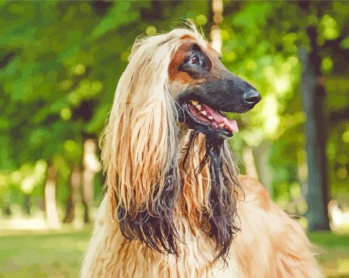 The Afghan Hound Dog Paint By Numbers