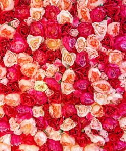 Wall Of Pink Roses Paint By Numbers