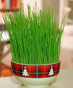 Wheatgrass In Bowl Paint By Number