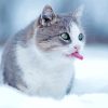 Winter Cat Paint By Numbers