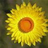Yellow Paper Daisy Paint By Numbers