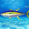 Yellowfin Tuna Art Paint By Number