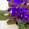 African Violet Flower Paint By Numbers
