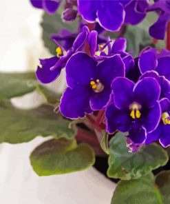 African Violet Flower Paint By Numbers
