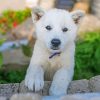 Beautiful Jindo Dog Paint By Number