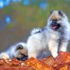 Beautiful Keeshond Puppy Paint By Number