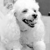 Black And White Happy Poodle Paint By Numbers