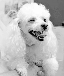Black And White Happy Poodle Paint By Numbers