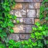 Brick Wall With Green Vines Paint By Numbers
