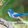 California Scrub Jay Paint By Number