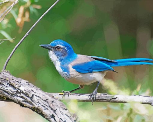 California Scrub Jay Paint By Number