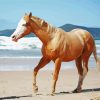 Golden Palomino Quarter Horse Paint By Numbers