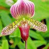Lady Slipper Orchids Paint By Numbers