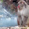 Monkey In Onsen Hot Spring Paint By Number