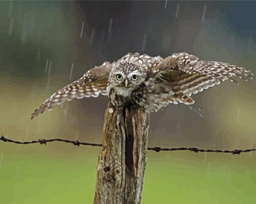 Owl Birds In Rain Paint By Numbers