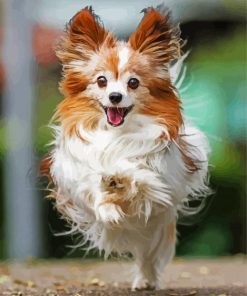 Running Papillon Dog Paint By Numbers