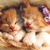 Sleeping Kittens Paint By Number