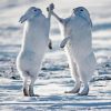 White Fighting Hares Paint By Numbers