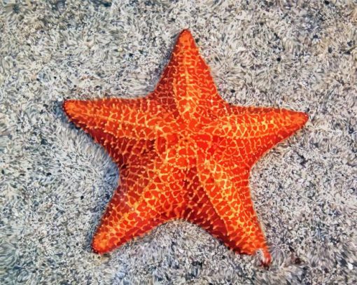Aesthetic Sea Star Art Paint By Numbers