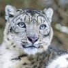 Aesthetic Snow Leopard Paint By Numbers