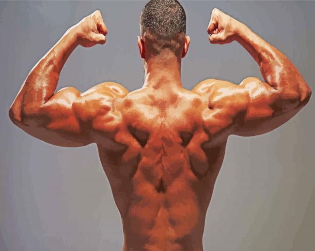 Back Muscles Paint By Numbers