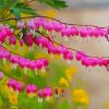 Bleeding Heart Pink Plant Paint By Numbers