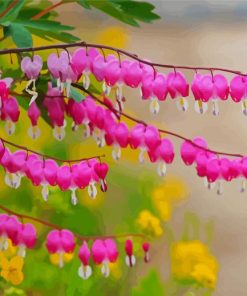 Bleeding Heart Pink Plant Paint By Numbers