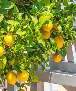 Citrus Lemon Tree Paint By Numbers
