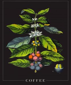 Coffee Plant Poster Paint By Numbers