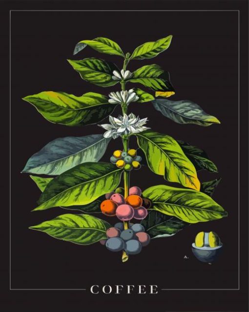 Coffee Plant Poster Paint By Numbers