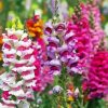 Colorful Snapdragons Paint By Numbers