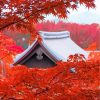 Japan Autumn Fall Paint By Numbers