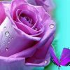 Lilac Rose And Butterfly Paint By Numbers