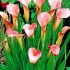 Pink Calla Lily Flowering Plant Paint By Numbers