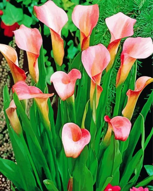 Pink Calla Lily Flowering Plant Paint By Numbers