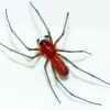 Red Spider Insect Paint By Numbers