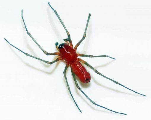 Red Spider Insect Paint By Numbers