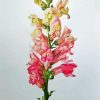 Snapdragons Plant Paint By Numbers