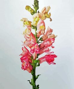Snapdragons Plant Paint By Numbers