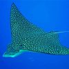 Spotted Eagle Ray Paint By Numbers