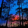 Sunset Forest Paint By Numbers