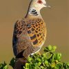 Turtle Dove Bird Paint By Numbers