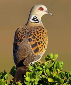 Turtle Dove Bird Paint By Numbers