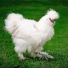 White Silkie Chicken Paint By Numbers