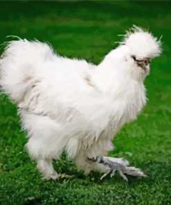 White Silkie Chicken Paint By Numbers