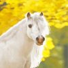 White Welsh Pony Paint By Numbers