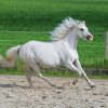 White Welsh Pony Running Paint By Numbers