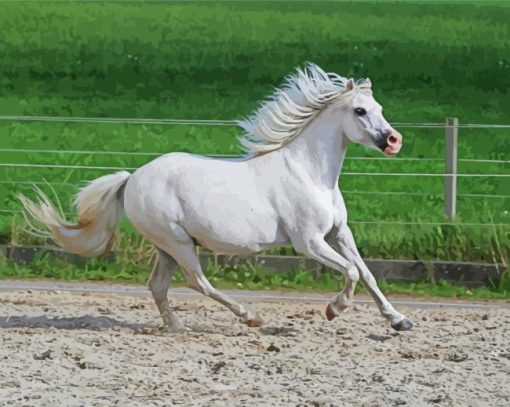 White Welsh Pony Running Paint By Numbers