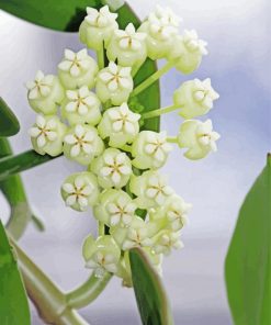 White Hoya Flowers Paint By Numbers