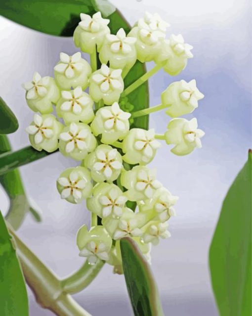 White Hoya Flowers Paint By Numbers